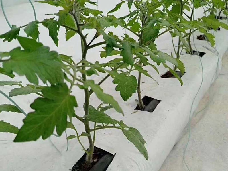 Hydroponics greenhouse