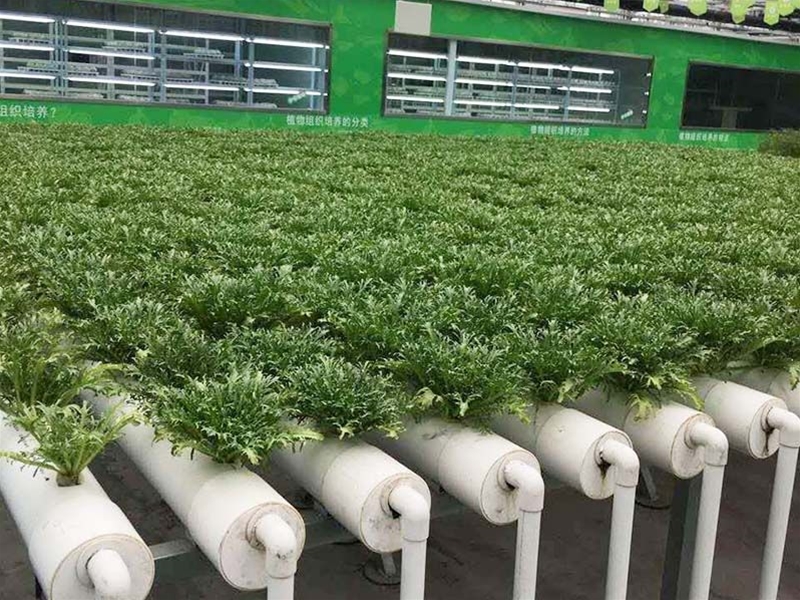 Hydroponics greenhouse