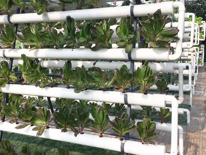 Hydroponics greenhouse