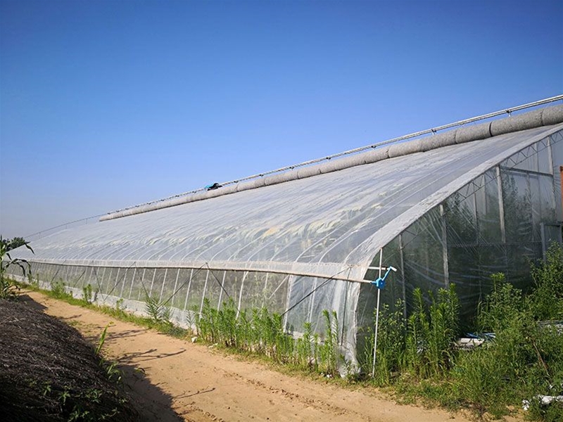 Single -span greenhouse