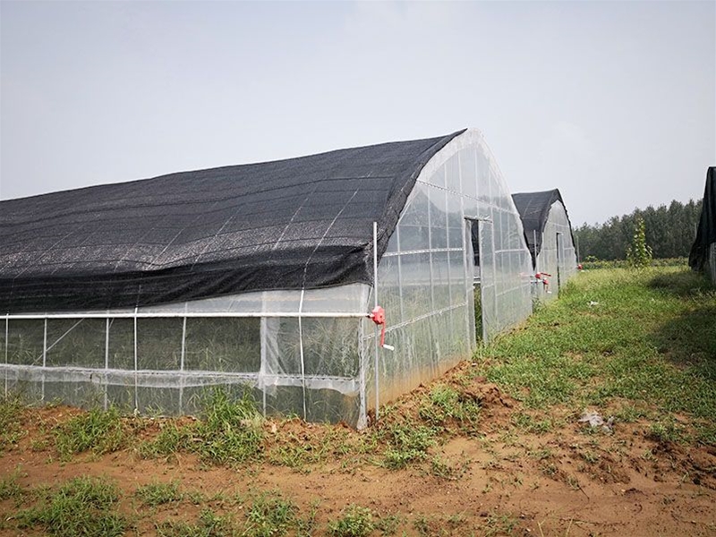 Single -span greenhouse