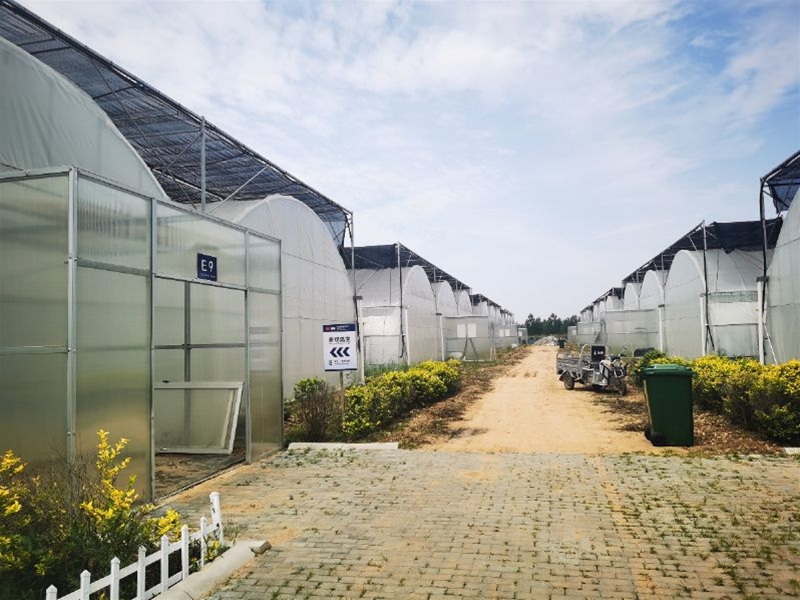 Multi-span greenhouse