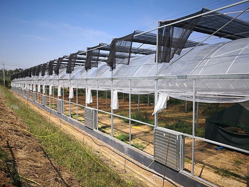 Multi-span greenhouse