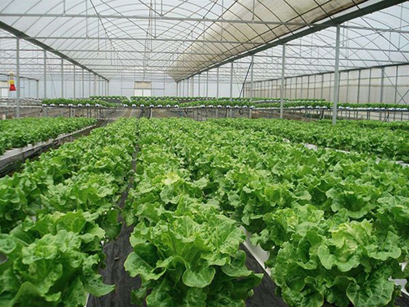 Polycarbonate sheet greenhouse